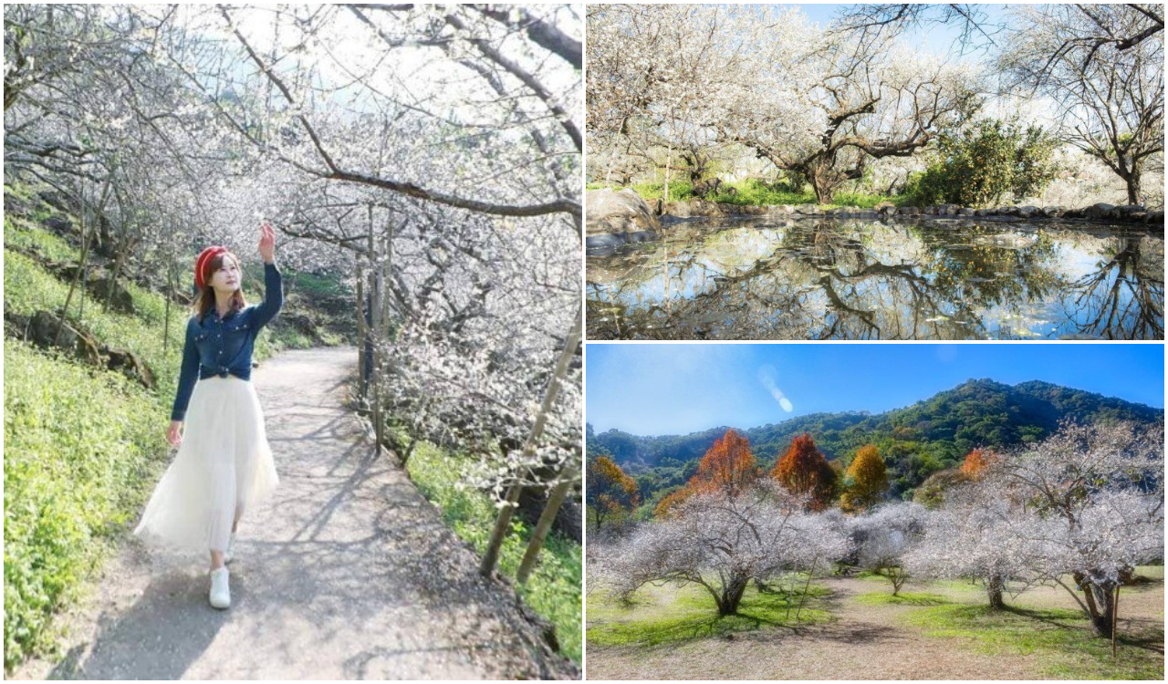 21賞梅情報 全台 10大賞梅秘境 雪白梅花夢幻盛開中 旅遊 聯合新聞網 21賞梅情報 全台 10大賞梅秘境 雪白梅花夢幻盛開中 旅遊 聯合新聞網