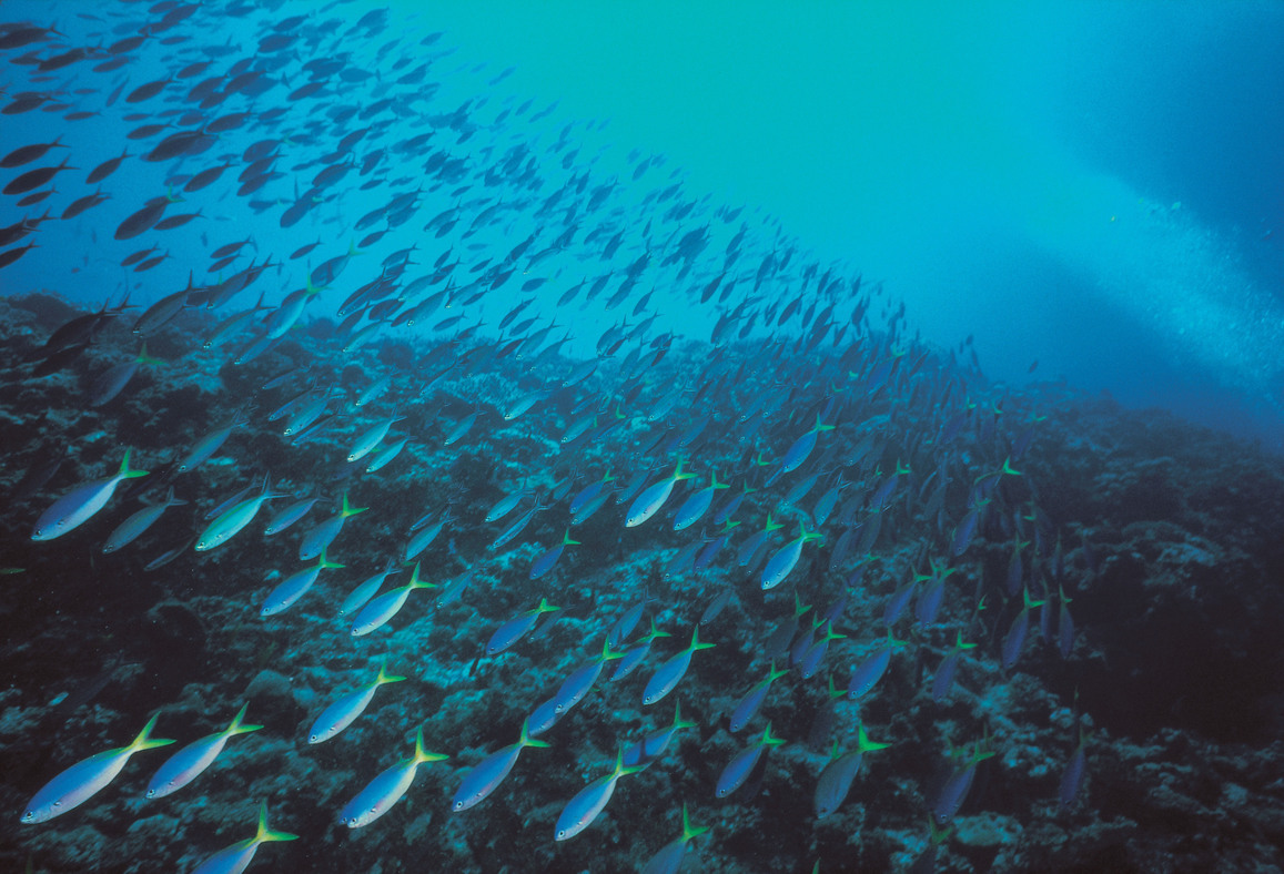 立足生態系頂點 日本發現新品種深海魚 橫綱沙丁魚 世界萬象 全球 聯合新聞網