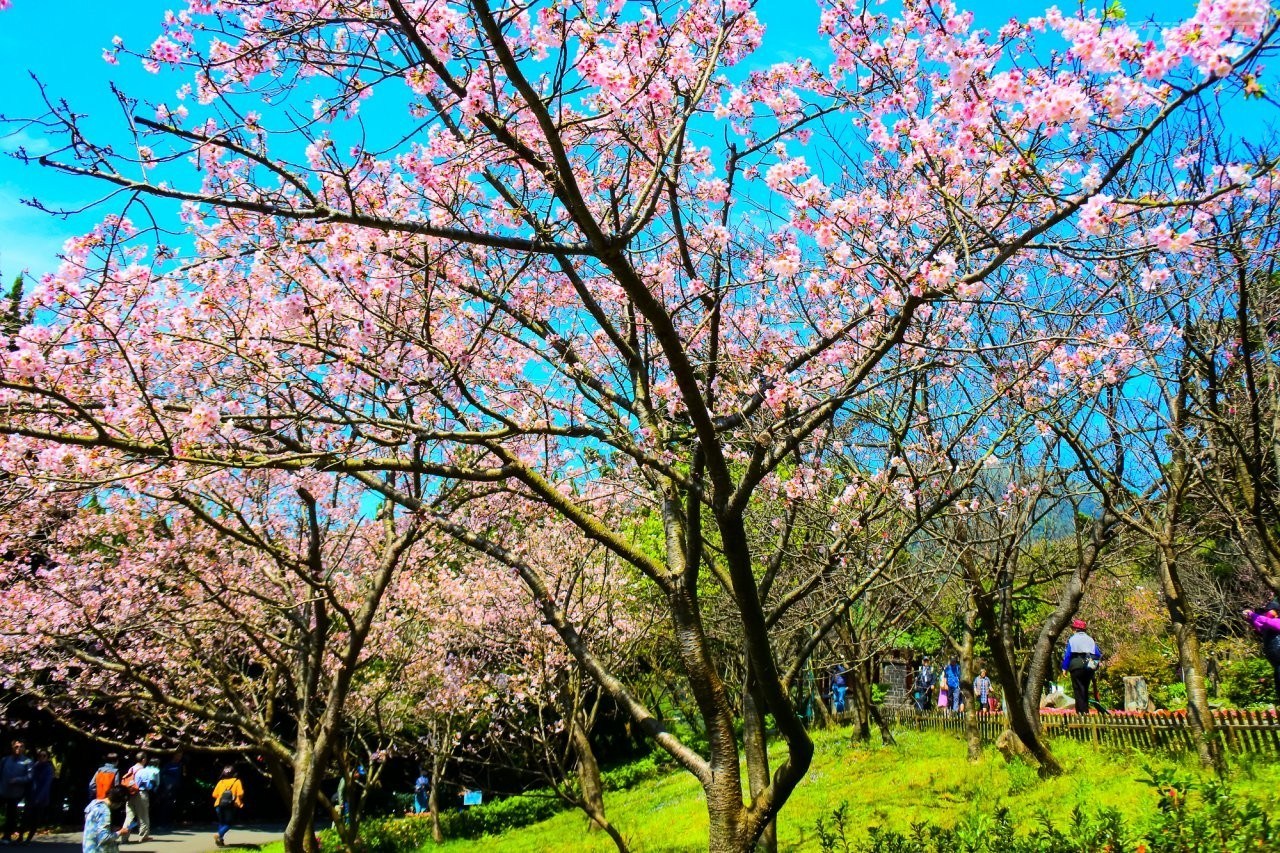 賞櫻正是時候 陽明山櫻花季一路賞到4月山櫻花率先登場 旅遊 聯合新聞網