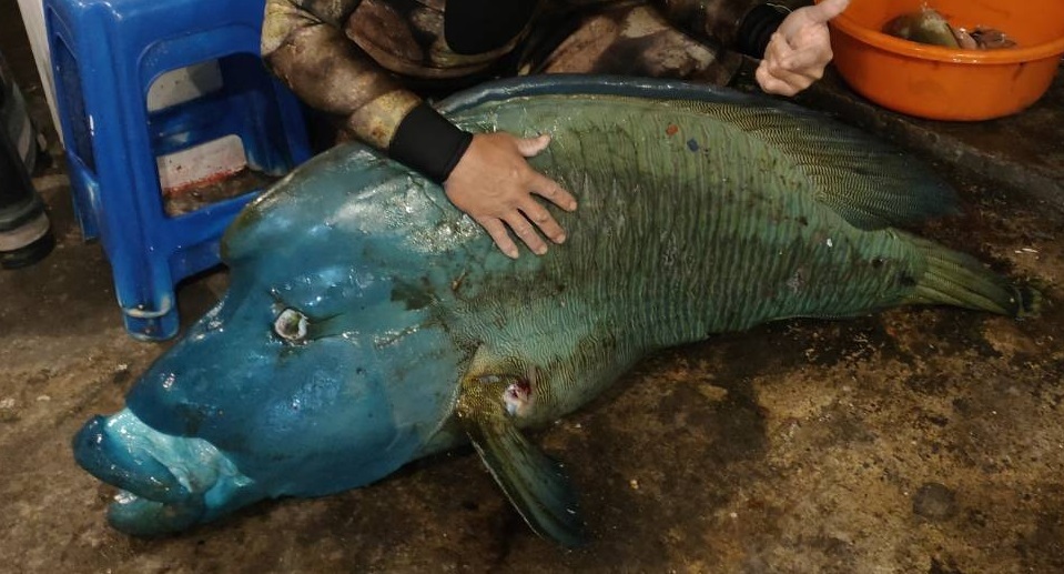 龍王鯛可能遭魚槍獵殺 腹部魚鰭 尾部疑有穿孔 社會萬象 社會 聯合新聞網