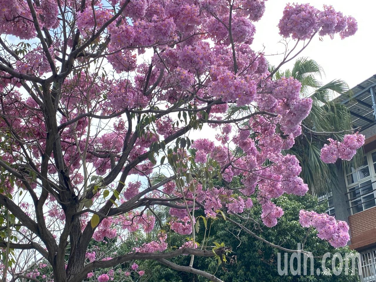 像極了棉花糖 彰化神奇紅花風鈴木來迎春了 21新春財經特輯 要聞 經濟日報