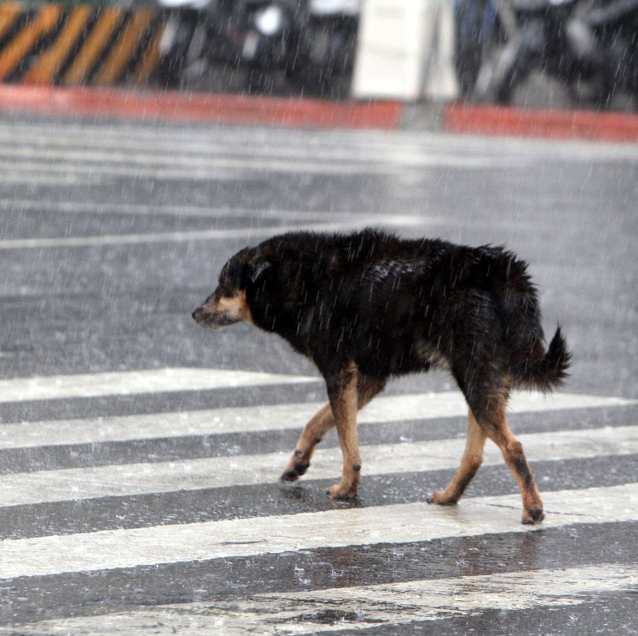 禁餵流浪動物 正反政策對決 動物星球 生活 聯合新聞網