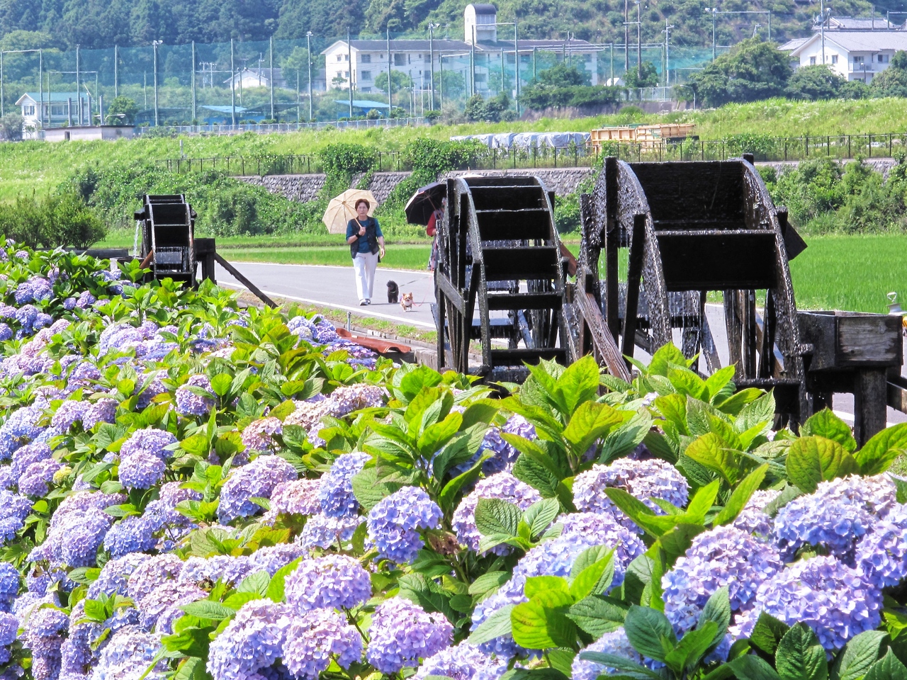 1 9萬株繡球花盛開 11處 高知賞花名所 讓人想飛日 旅遊 聯合新聞網