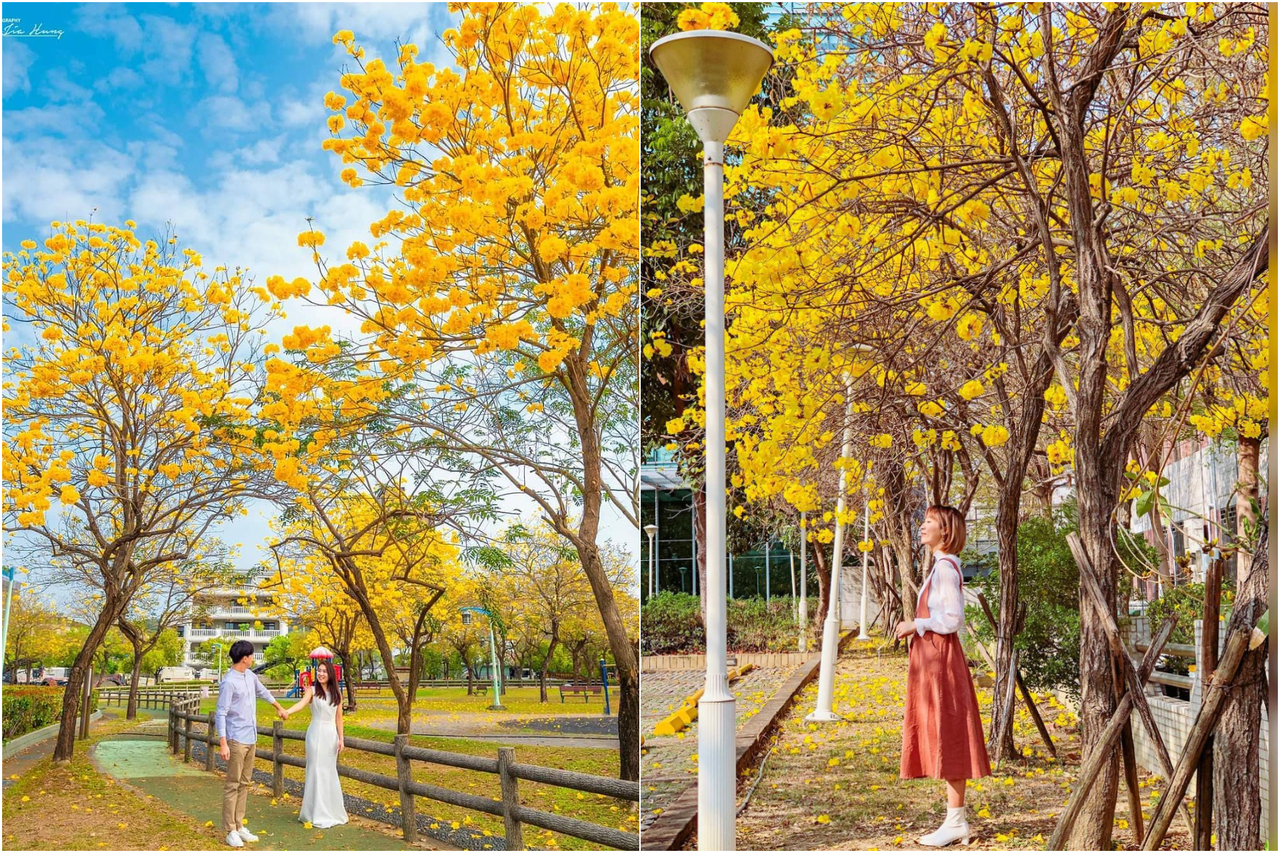 台中2處 黃色棉花糖 爆發中 黃花風鈴木渲染成 最貴黃金公園 旅遊 聯合新聞網