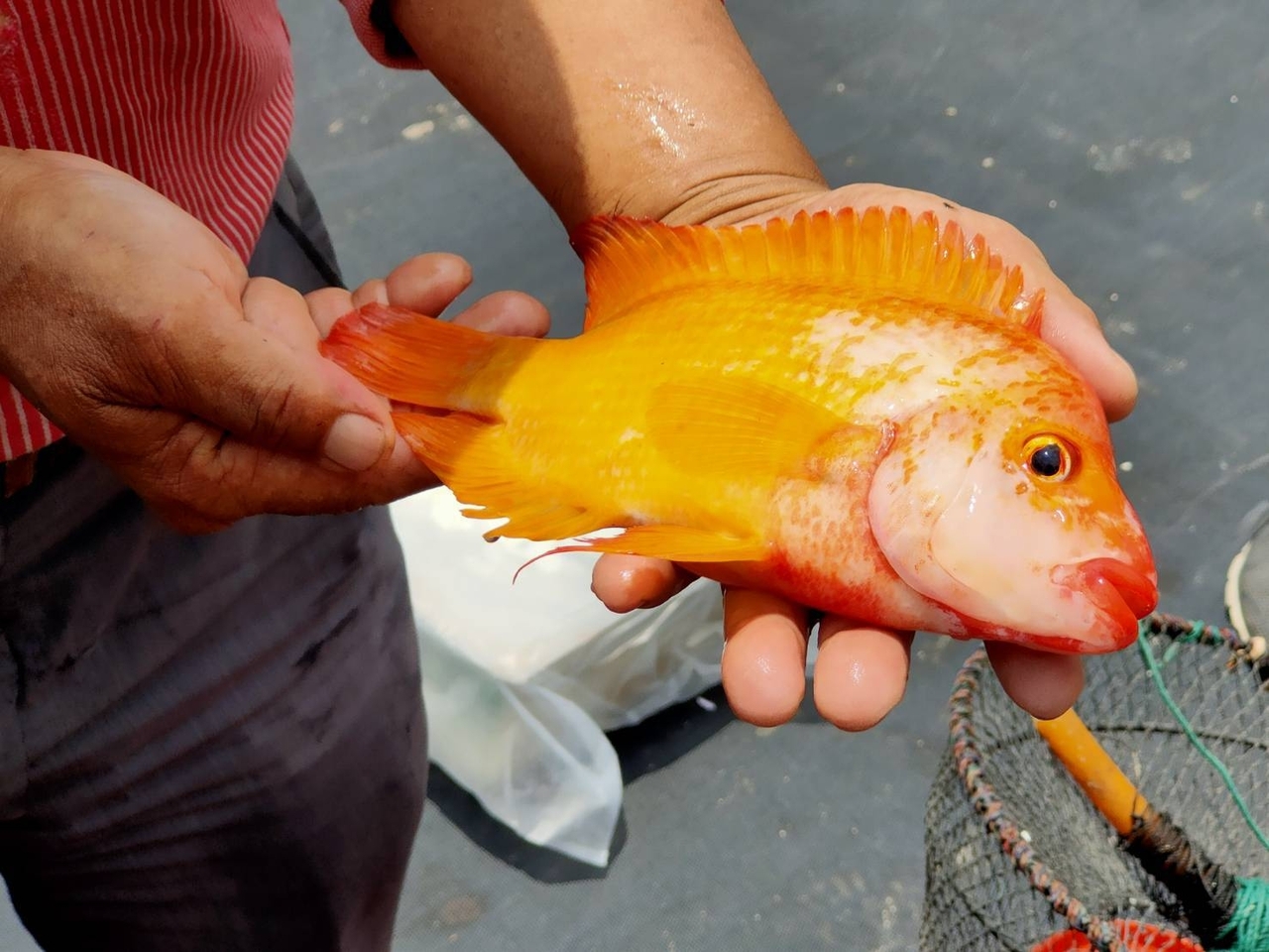日月潭外來魚種入侵研判放生造成南投縣將嚴格取締 中彰投 地方 聯合新聞網