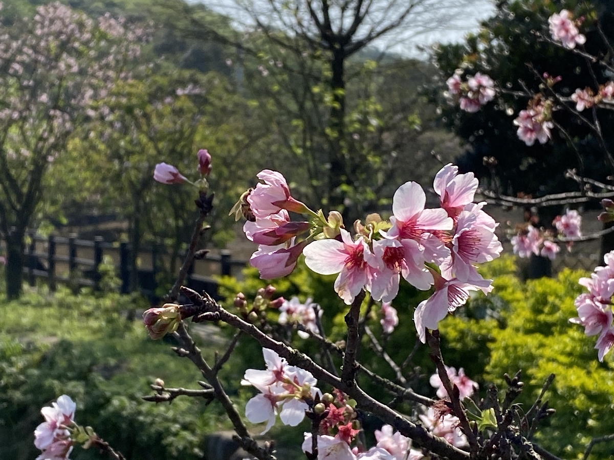 三生步道櫻花交通