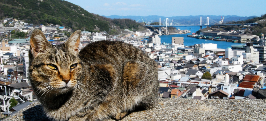 觀光船玩瀨戶內海 廣島 宮島與愛媛必玩景點與行程推薦 旅遊 聯合新聞網