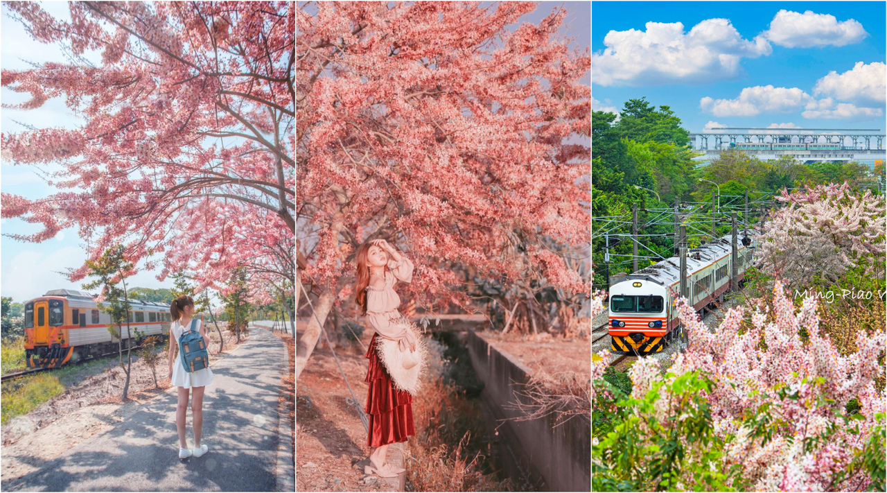 平地阿里山櫻花海 台南 粉紅雨 步道 全台4處花旗木夯點免費拍 旅遊 聯合新聞網