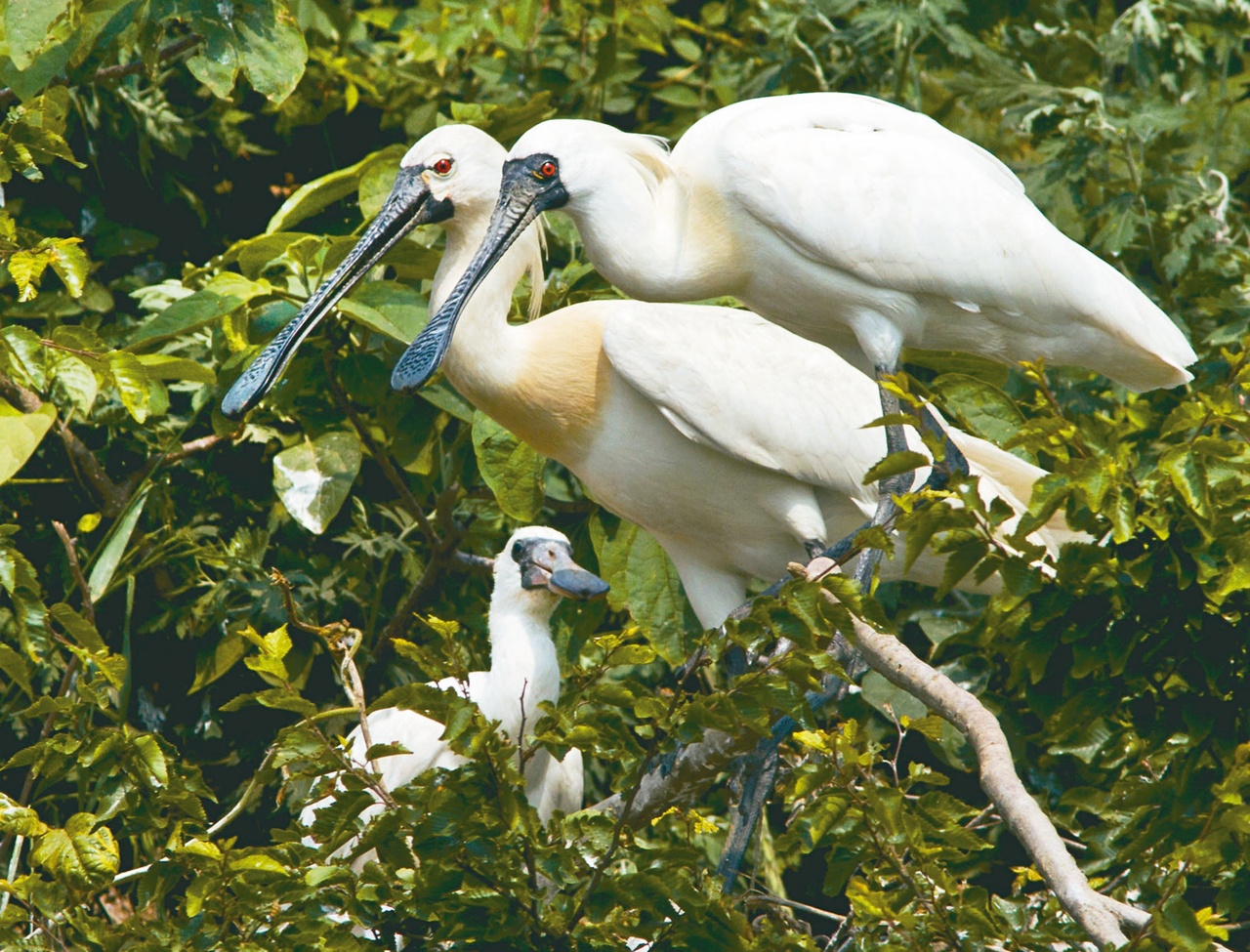 黑白配 黑面琵鷺 白琵鷺共巢育雛 動物星球 生活 聯合新聞網 黑白配 黑面琵鷺 白琵鷺共巢育雛 動物星球 生活 聯合新聞網