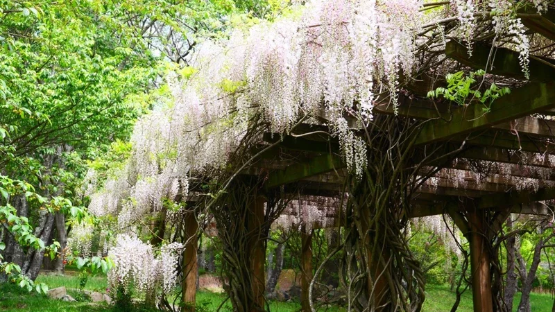 宛如雪瀑布，稀有「白藤花」現身台中武陵農場！ | 愛玩橘| 橘世代