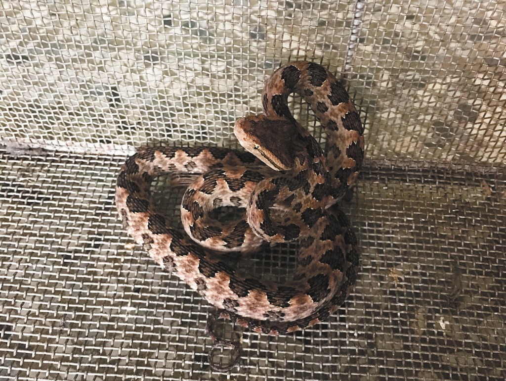 北市動物園保育員遭龜殼花咬傷急送醫解毒 動物星球 生活 聯合新聞網