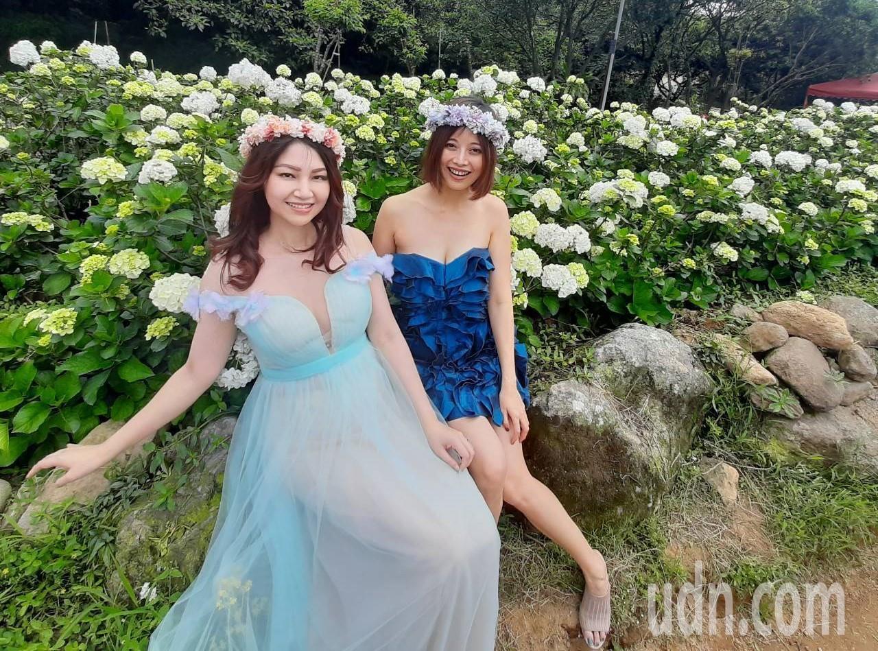 影 萬里00坪繡球花上千萬朵大爆發花季網美搶拍 大台北 地方 聯合新聞網