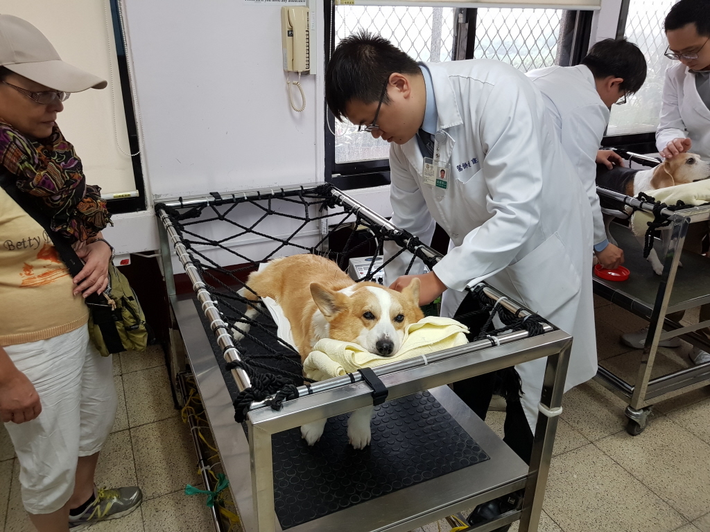 寵物知識 狗狗健康主人要顧 盤點12種常見疾病和如何預防 動物星球 生活 聯合新聞網