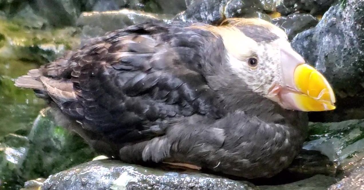 屏東海生館鳳頭海鸚鵡華麗變身要求偶囉 運動休旅 商情 經濟日報