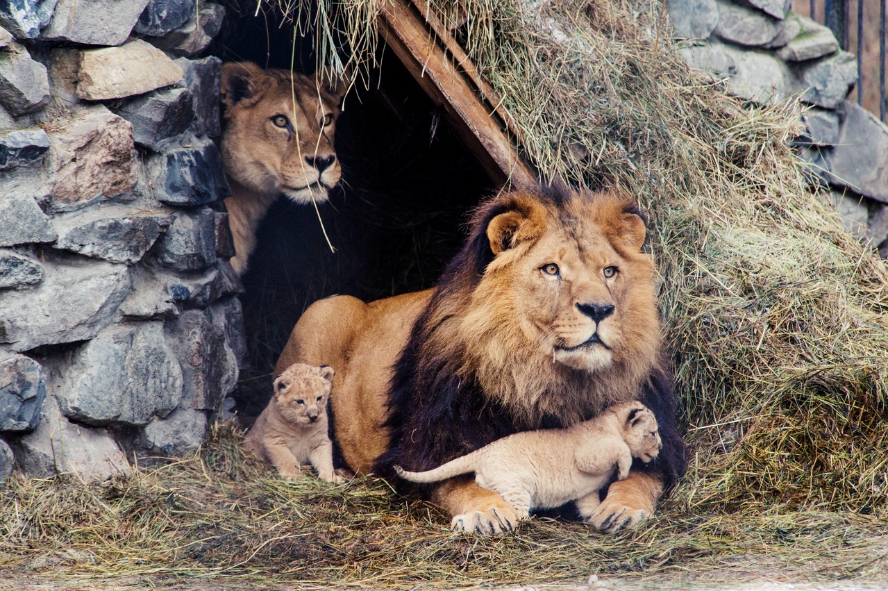 血獅子 矛盾黃昏 南非禁止的獅子養殖產業鍊 過去24小時 轉角國際udn Global