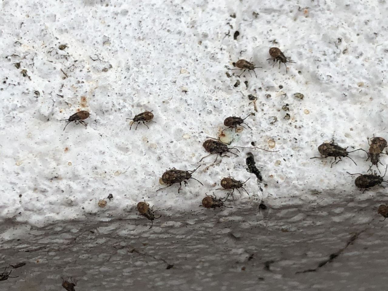 苑裡停灌區出現 蟲蟲危機 縣府採樣送驗 桃竹苗 地方 聯合新聞網