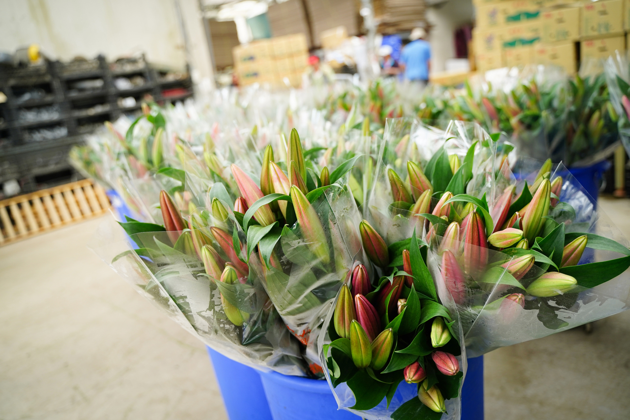 慘 香水百合售價銷量全砍半 雲嘉南 地方 聯合新聞網