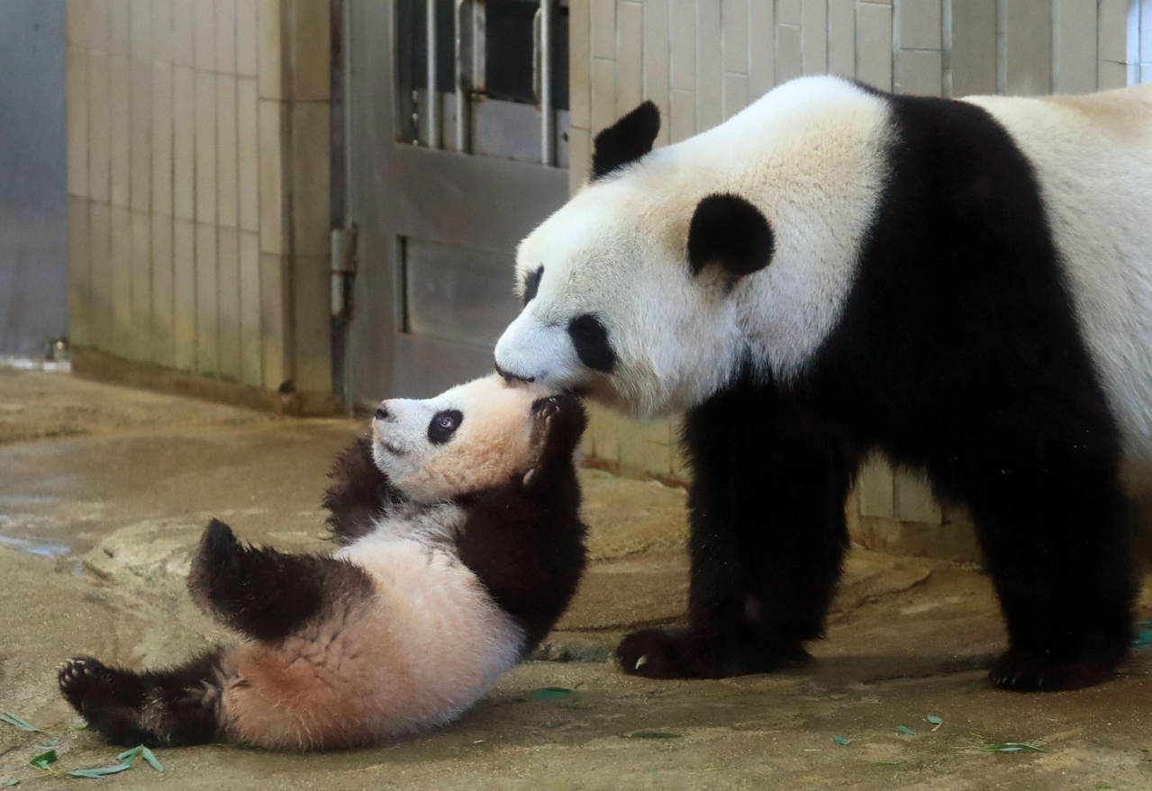 東京上野動物園的熊貓可能懷胎帶動中式餐廳股價大漲 全球財經 全球 聯合新聞網
