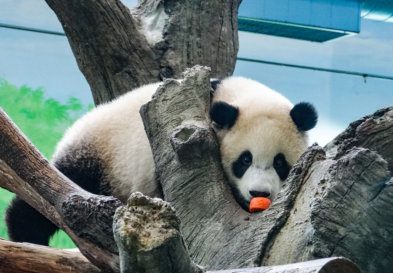 北市動物園大熊貓吃播來了加碼 圓寶 1歲生日活動 動物星球 生活 聯合新聞網