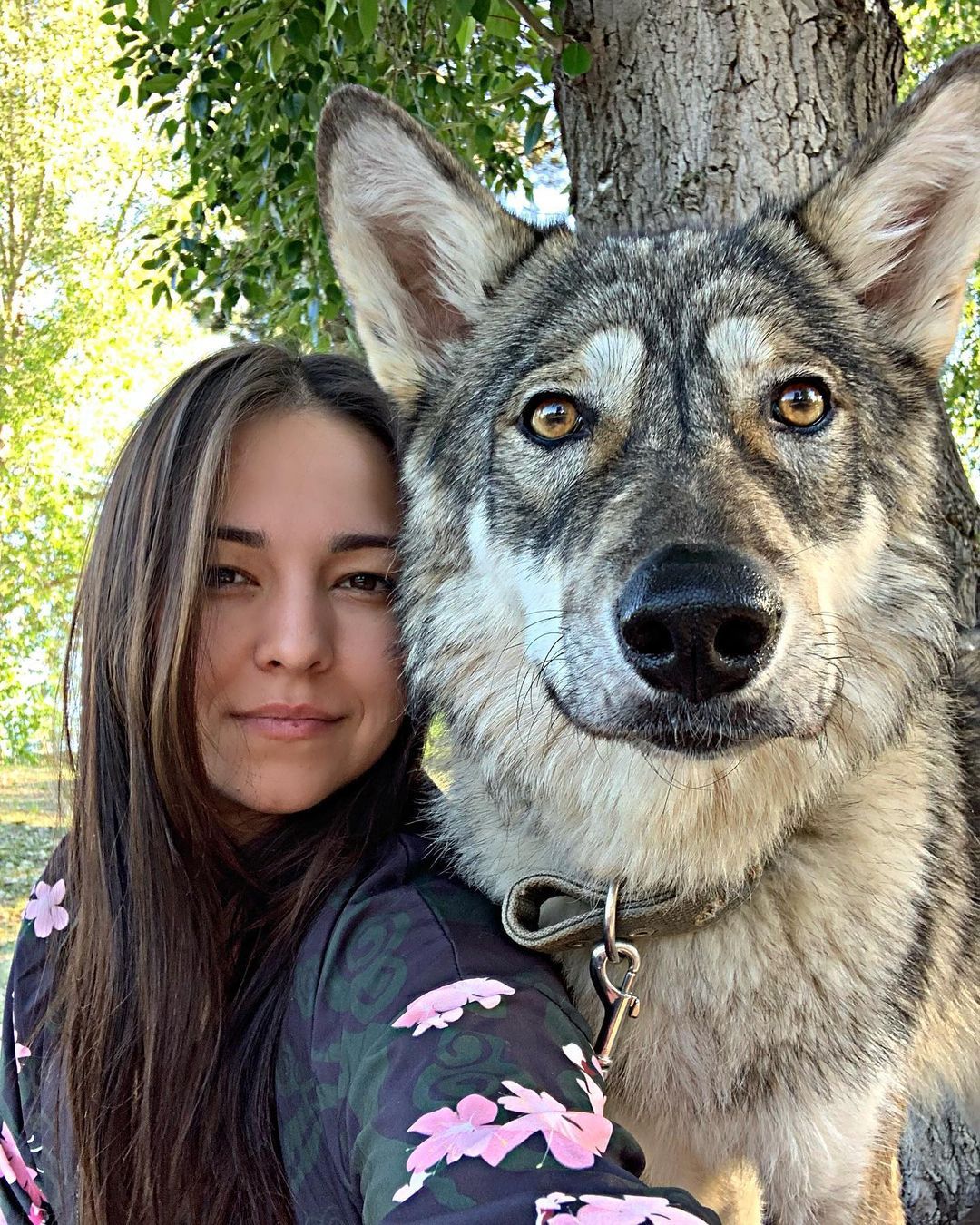 犬狼混血 出生三天被拋棄飼主收養牠長成英姿大型寵物 動物星球 生活 聯合新聞網