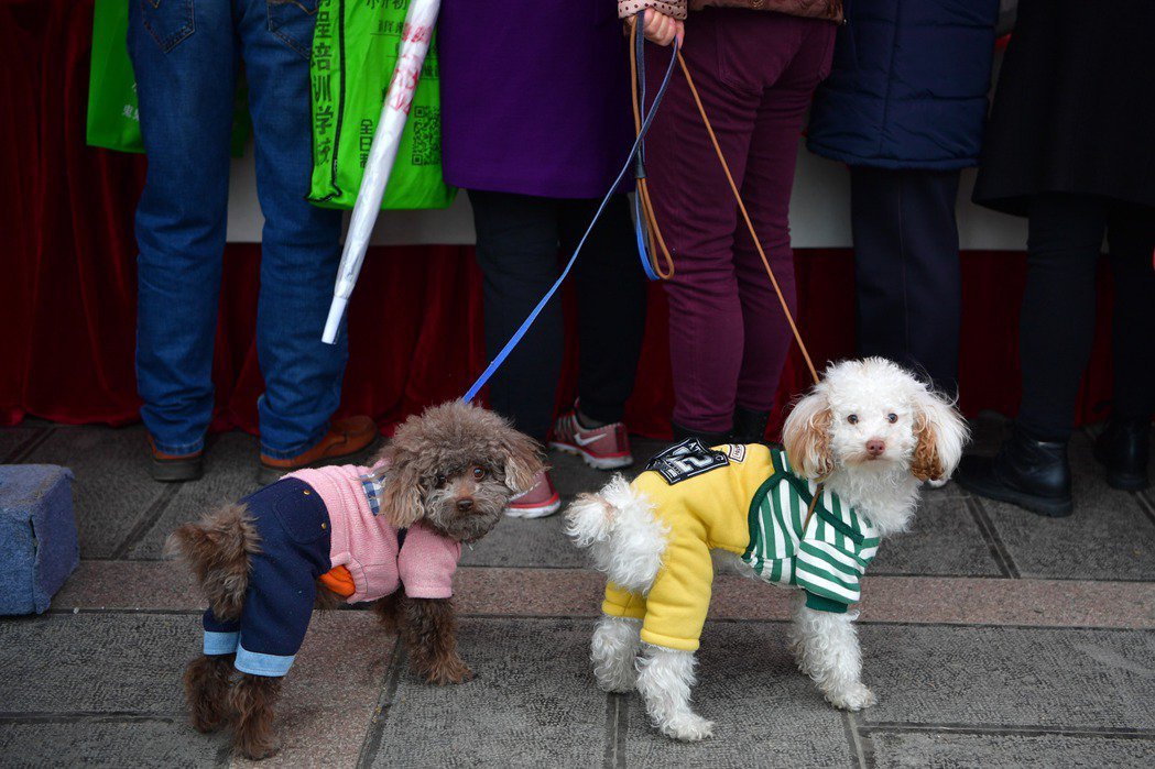 寵物知識 養寵物每年要花多少錢 一張表助你快速盤點所有花費 元氣新聞 新聞 元氣網 寵物知識 養寵物每年要花多少錢 一張表助你快速盤點所有花費 元氣新聞 新聞 元氣網