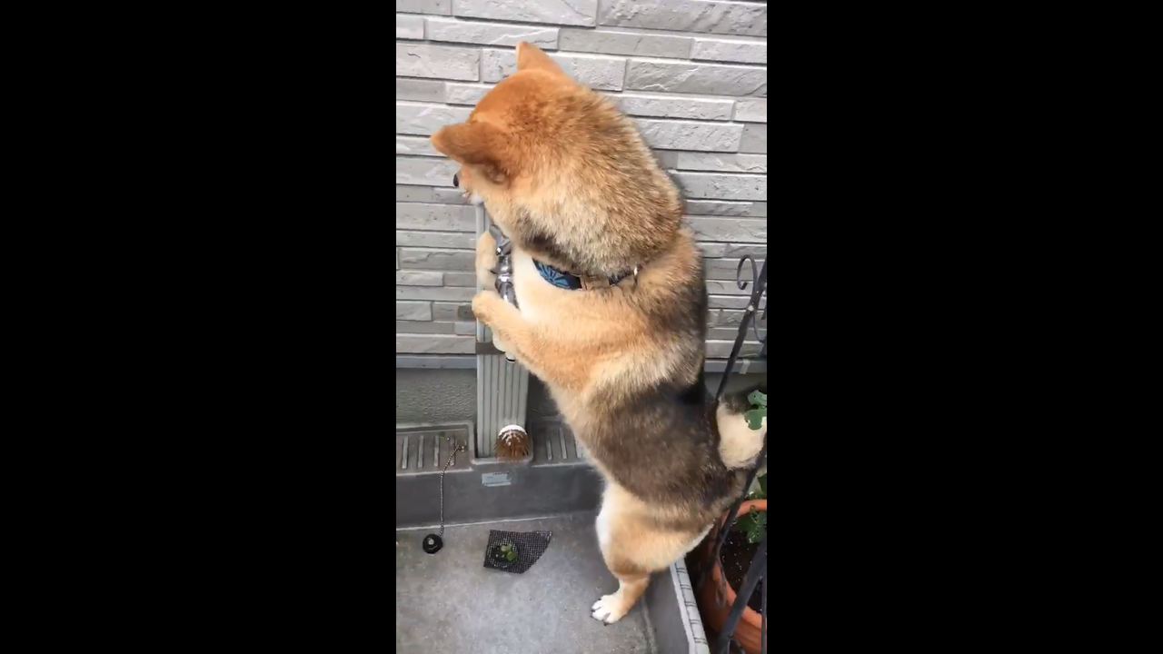 影 柴犬躲洗腳緊抱水龍頭兩足站立網友笑 在跳芭蕾 動物星球 生活 聯合新聞網