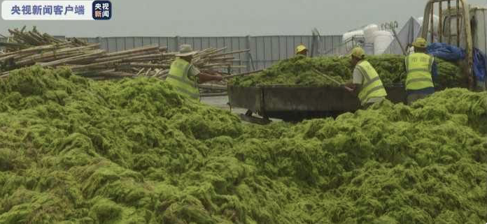 山東江蘇兩地掀 綠潮 罵戰青島撈獲35噸 滸苔 大陸傳真 兩岸 聯合新聞網 山東江蘇兩地掀 綠潮 罵戰青島撈獲35噸 滸苔 大陸傳真 兩岸 聯合新聞網