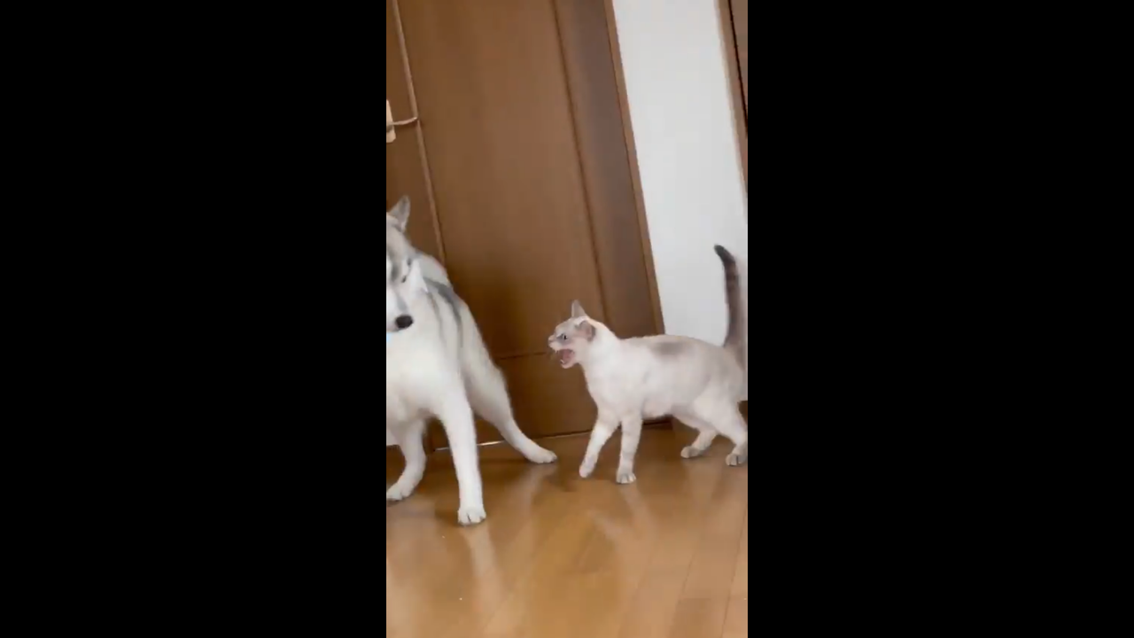 影 貓皇炫技失手 撞哈士奇不抱歉還兇回去網笑 太不講理了吧 動物星球 生活 聯合新聞網