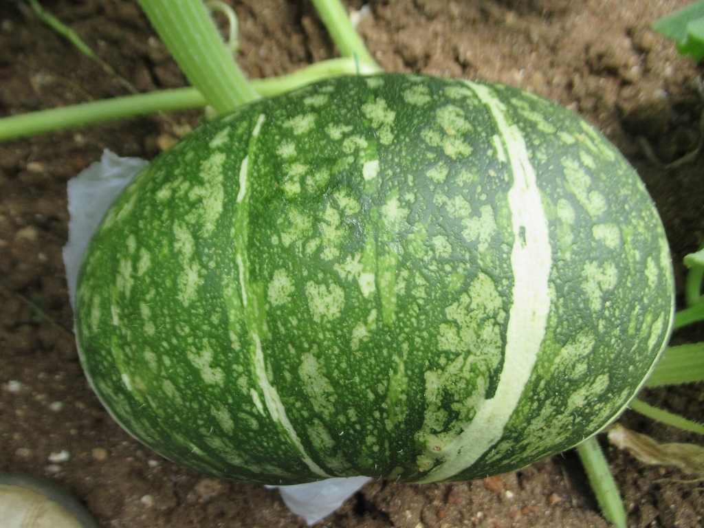 南瓜要種得甜又好吃專家說要注意兩大關鍵 聰明飲食 養生 元氣網