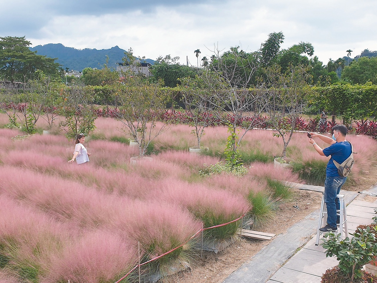 外來危害物種 粉紅愛情草 浪漫 釀生態危機 生活新聞 生活 聯合新聞網