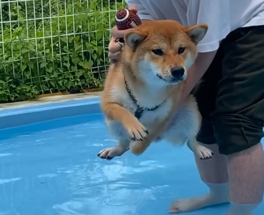 要下水囉 柴犬超緊張兩腳狂划空氣碰水後才發現糗了 動物星球 生活 聯合新聞網