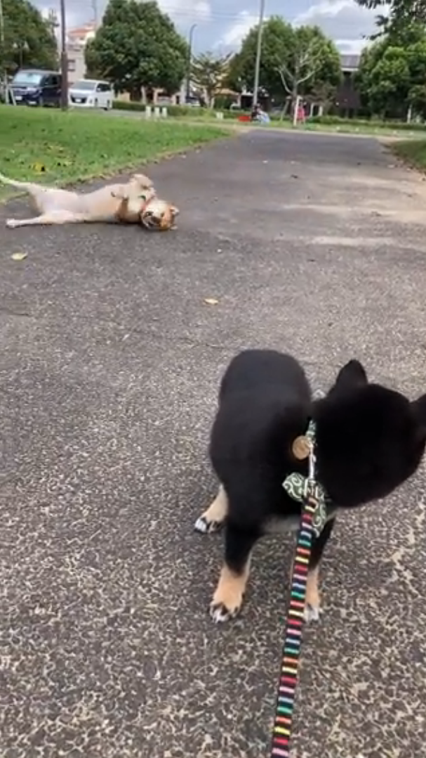 柴犬太愛地板成天 瘋狂磨蹭 同伴一旁好無言 你沒救了 動物星球 生活 聯合新聞網