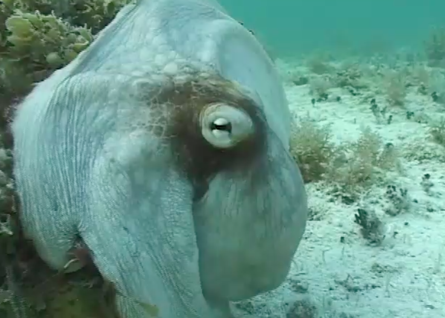 影 你看不到我 看不到我 烏賊 隱身術 令人讚嘆