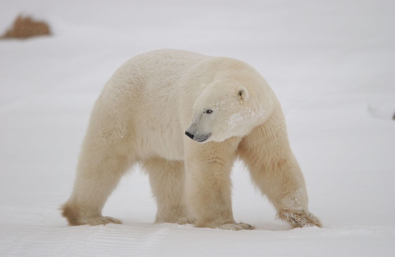全球暖化迫北極熊上岸 捕食馴鹿 研究團隊首度錄下過程 動物星球 生活 聯合新聞網