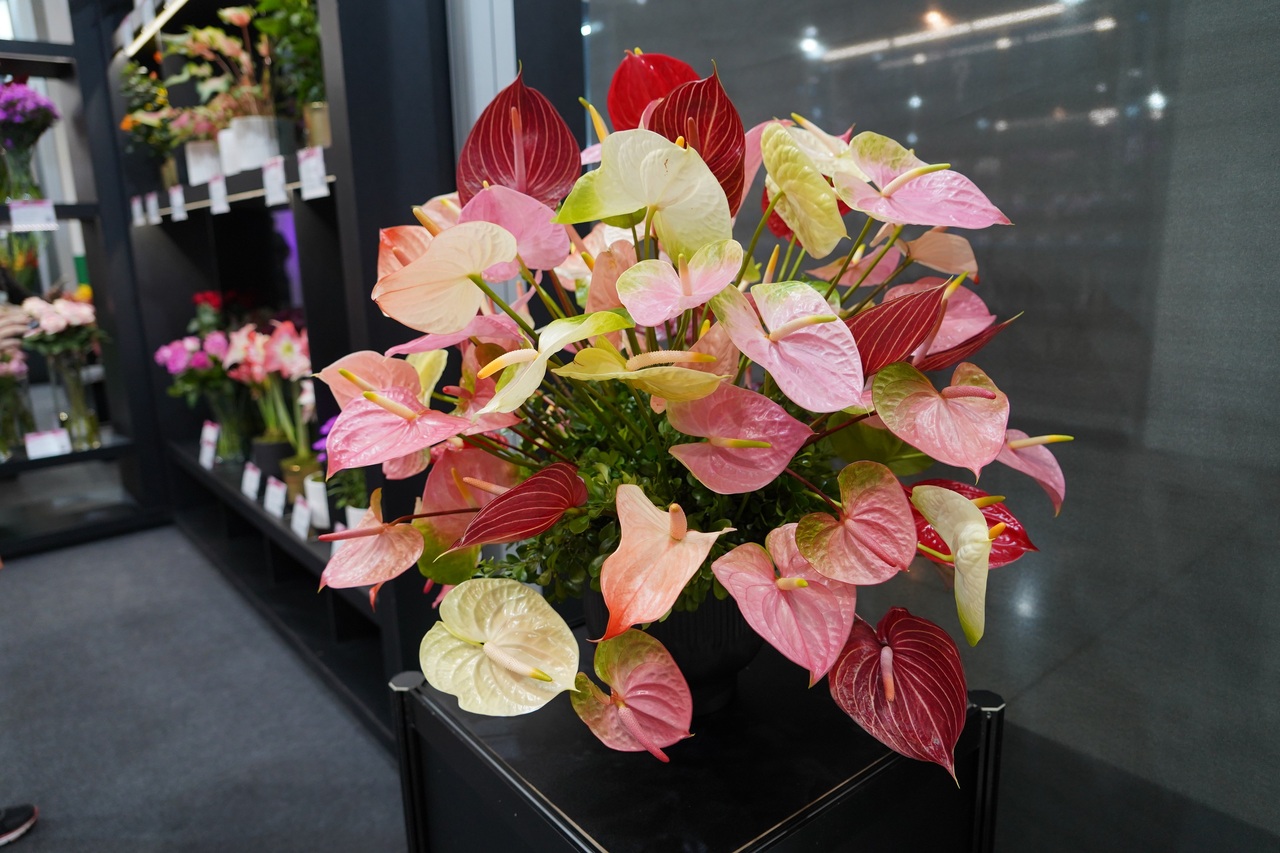 賞心悅目 今起一連3天逾千種國產花卉迎賓 生活新聞 生活 聯合新聞網