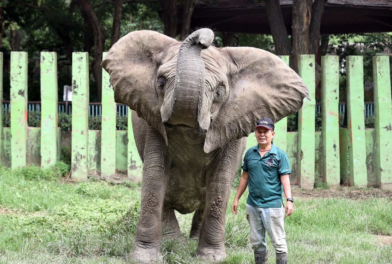 48歲非洲象 阿里 只認他一人保育員銜接問題棘手 動物星球 生活 聯合新聞網