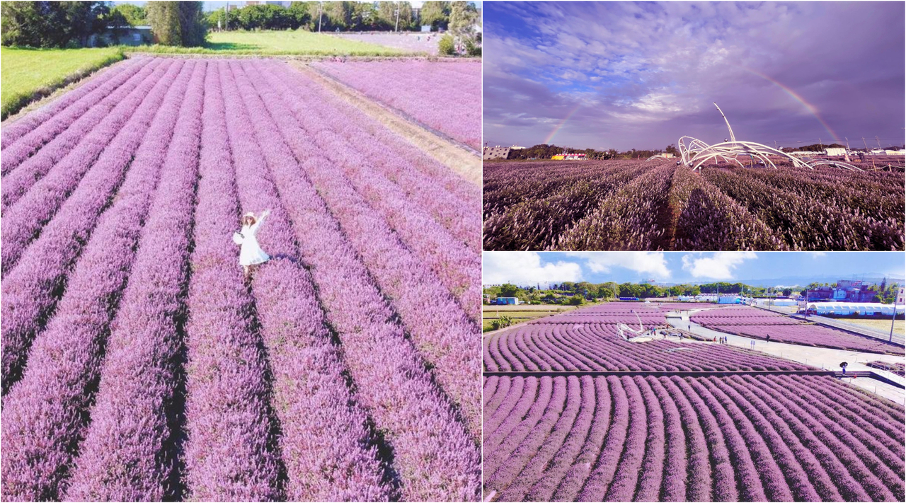 終於紫翻了 桃園5公頃 楊梅版薰衣草花海 滿開仙草花節本週最美 旅遊 聯合新聞網 終於紫翻了 桃園5公頃 楊梅版薰衣草花海 滿開仙草花節本週最美 旅遊 聯合新聞網