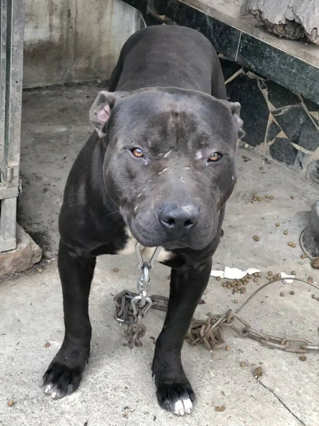 比特犬真的很恐怖？專家教面對死咬不放的比特犬該如何自保| 飼養二三事| udn寵物部落