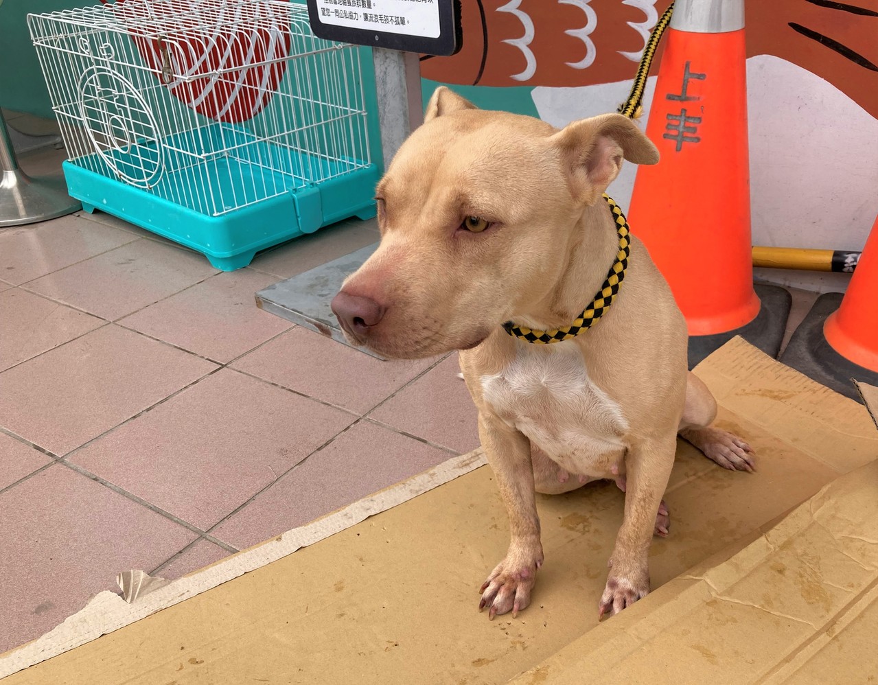 幫遛狗慘遭比特犬 德牧 發狂撕咬800下 甜美女大生皮膚全扯爛毀容 動物星球 生活 聯合新聞網