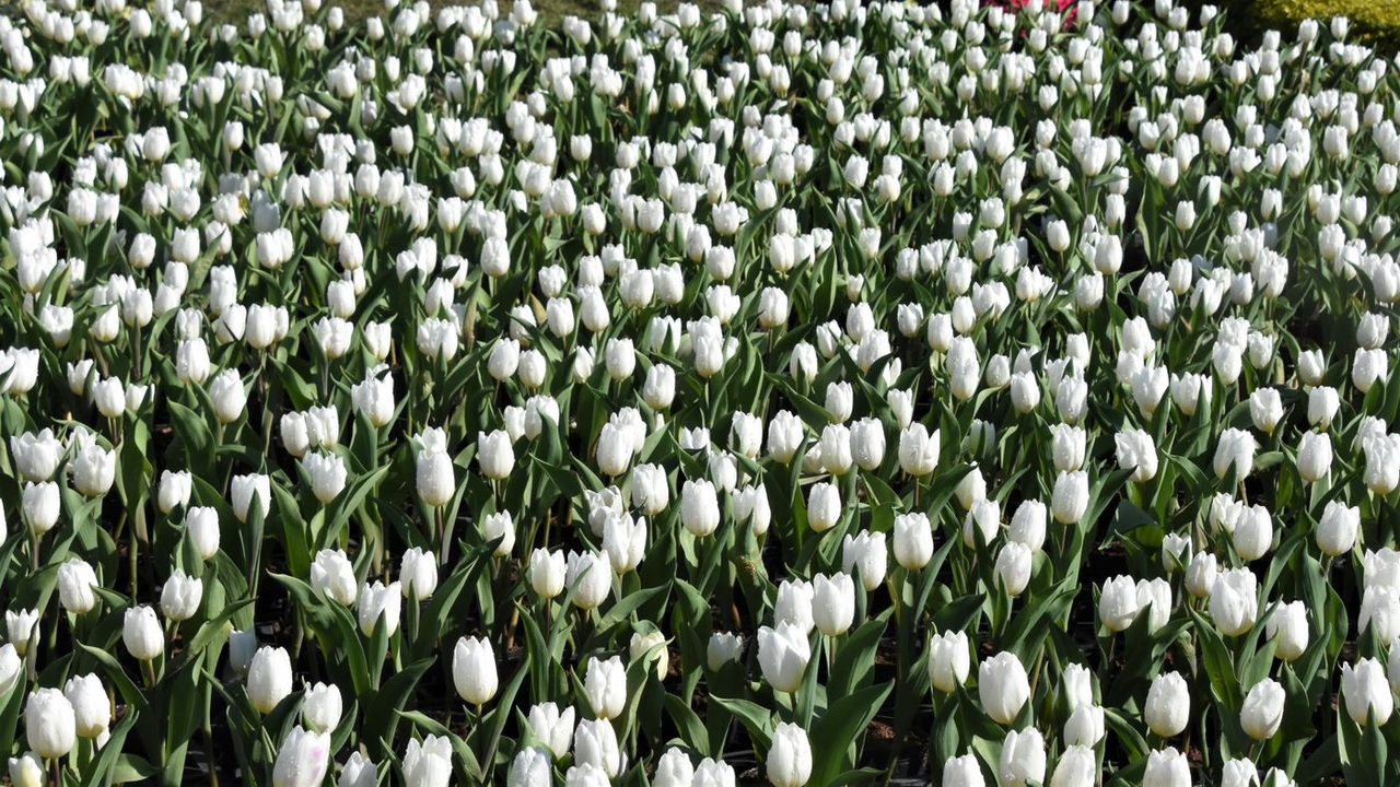 台中「中社觀光花市」萬株鬱金香花海迎新年！ | 愛玩橘| 橘世代