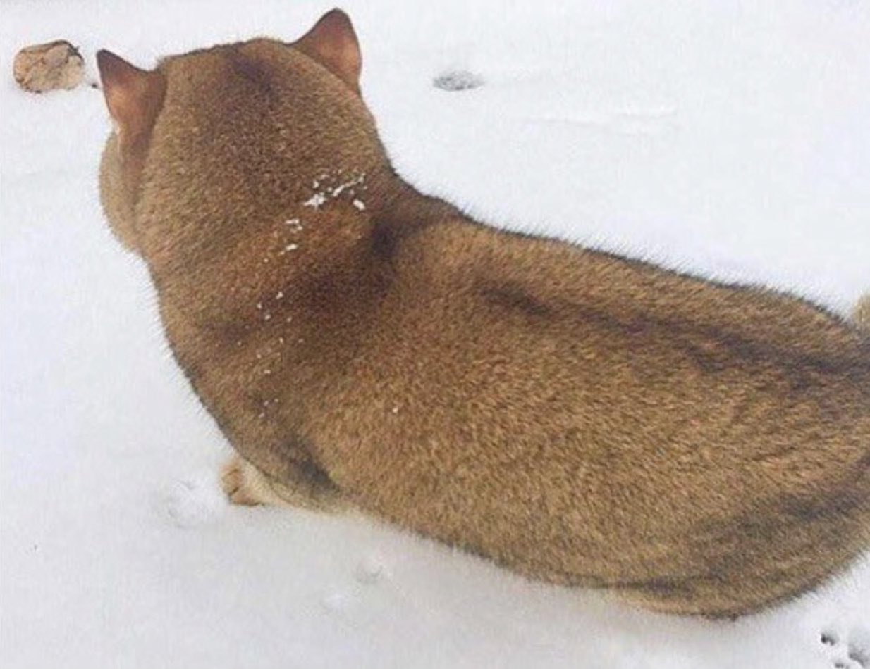 這背影怎麼看都是一隻柴犬吧 轉到正面 居然是隻貓 動物星球 生活 聯合新聞網