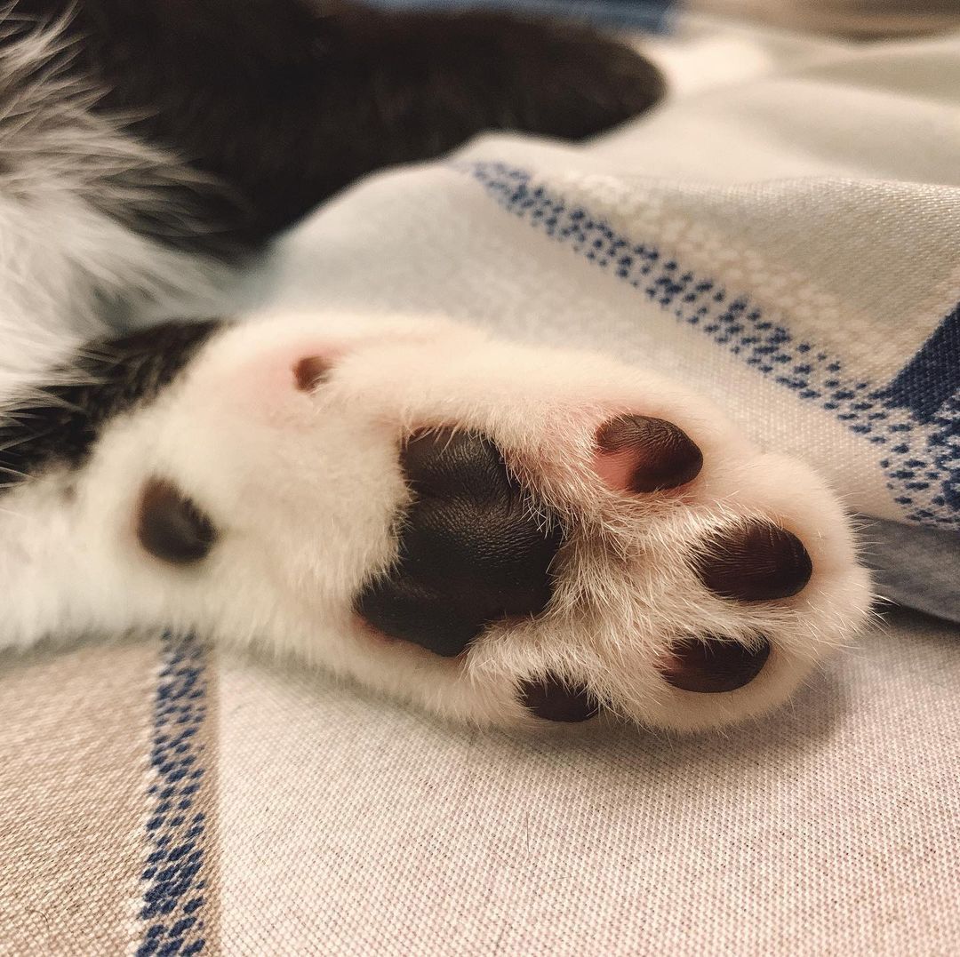 不是賣萌 貓奴揭肉球4大功能 就像人類手掌 也要保濕 動物星球 生活 聯合新聞網