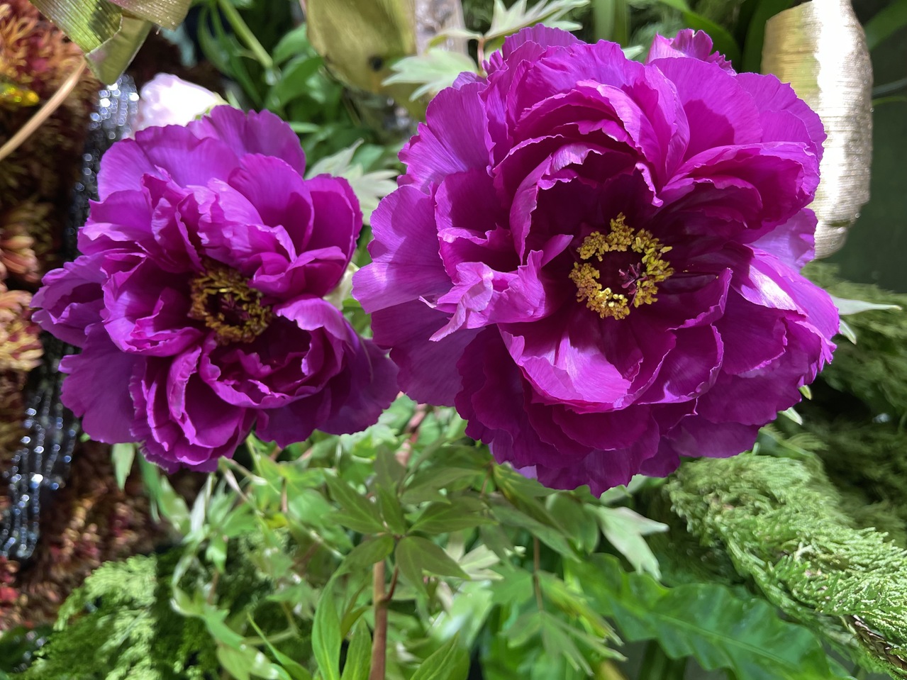 明天起至除夕日本大根島牡丹花展建國花市登場 旅遊 聯合新聞網