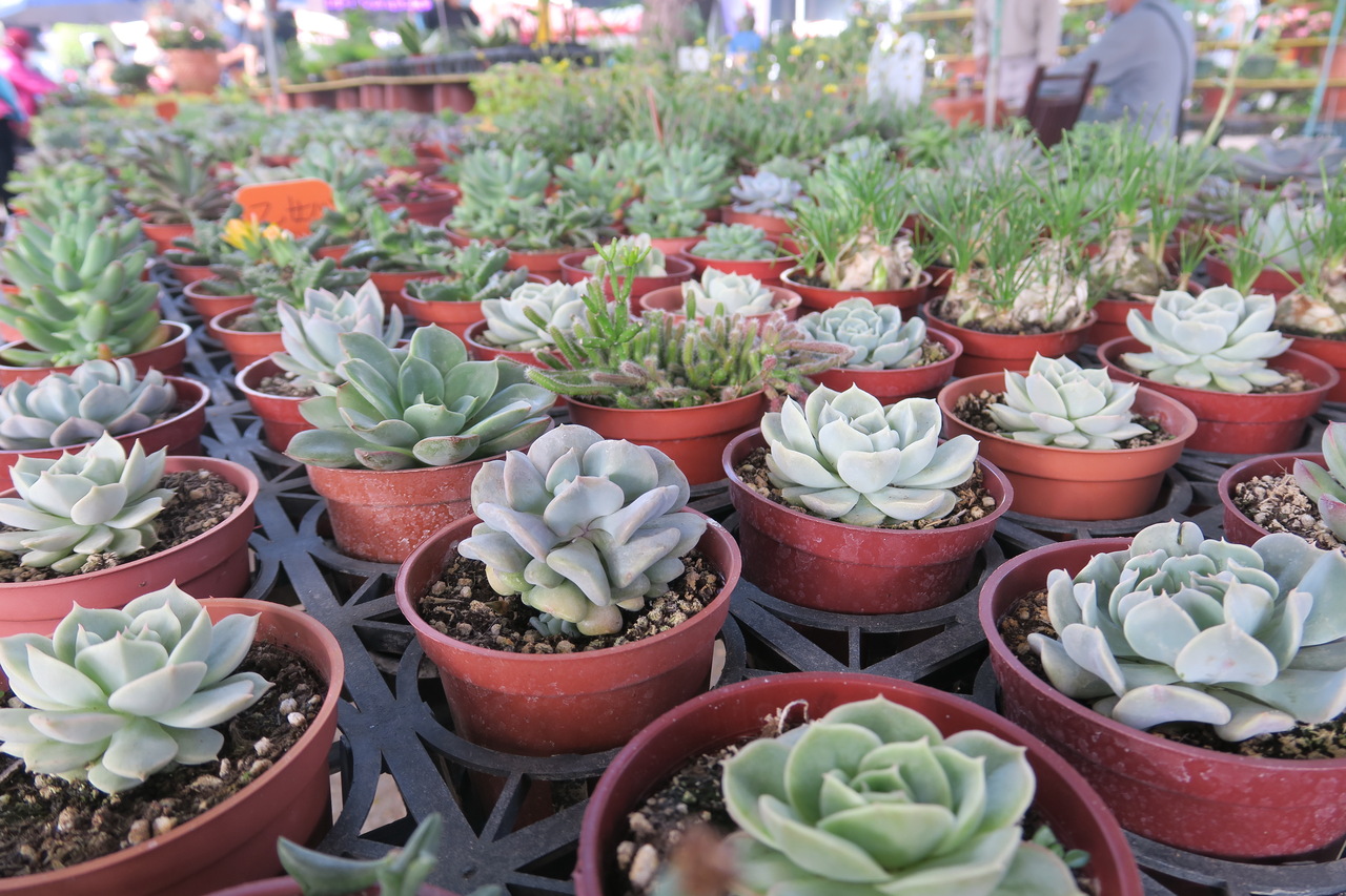 高雄勞工花市福虎生豐迎春花卉展虎頭蘭本土花卉任挑 高屏離島 地方 聯合新聞網