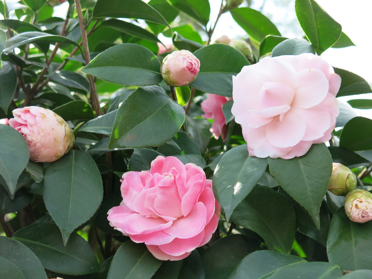 台大鳳麓茶馨茶花展數百珍稀品種明起鳳凰園區開展 中彰投 地方 聯合新聞網