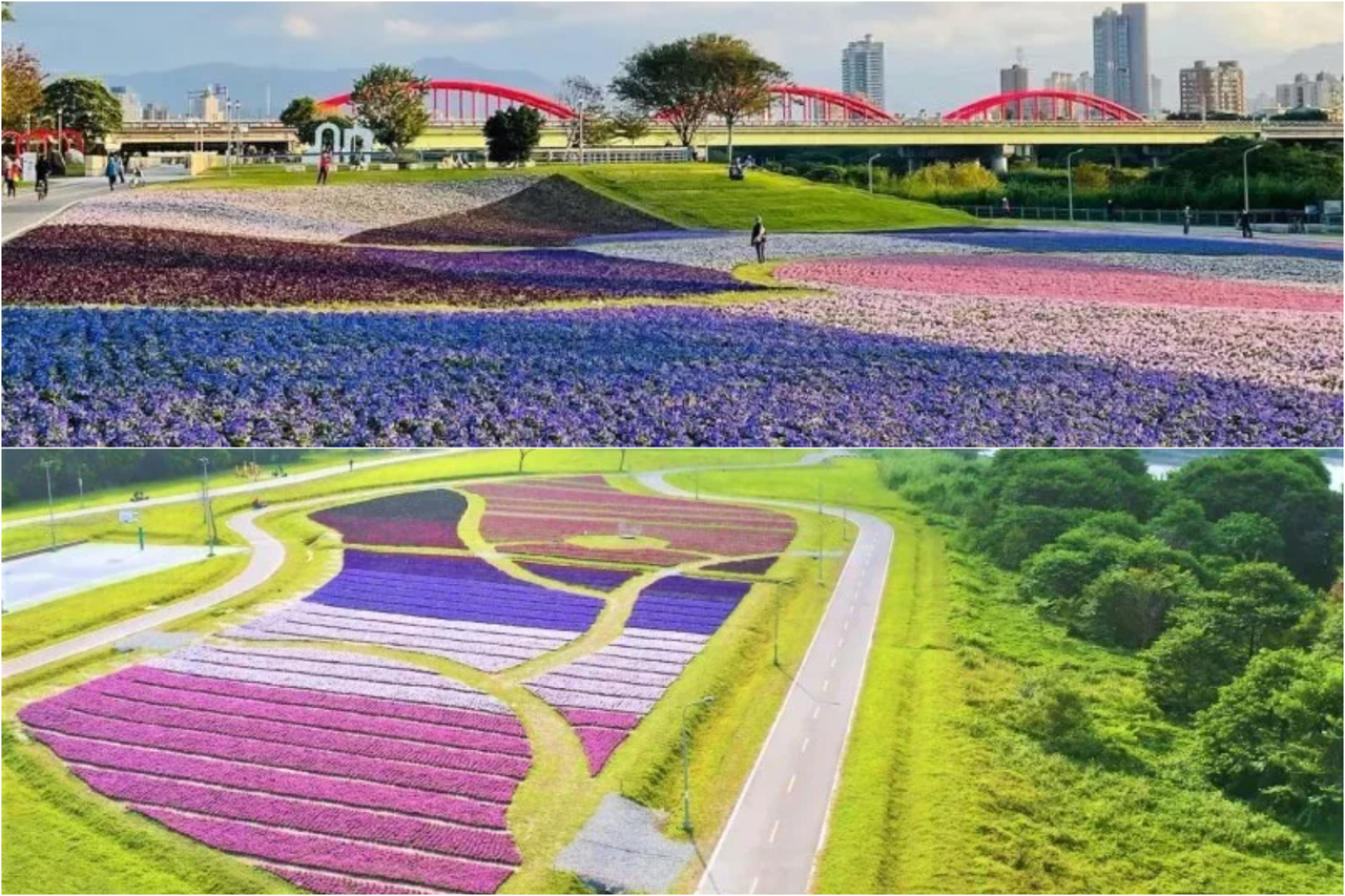 22台北賞花點 新年必拍 古亭河濱公園花海 浪漫徜徉萬坪繽紛花毯 旅遊 聯合新聞網