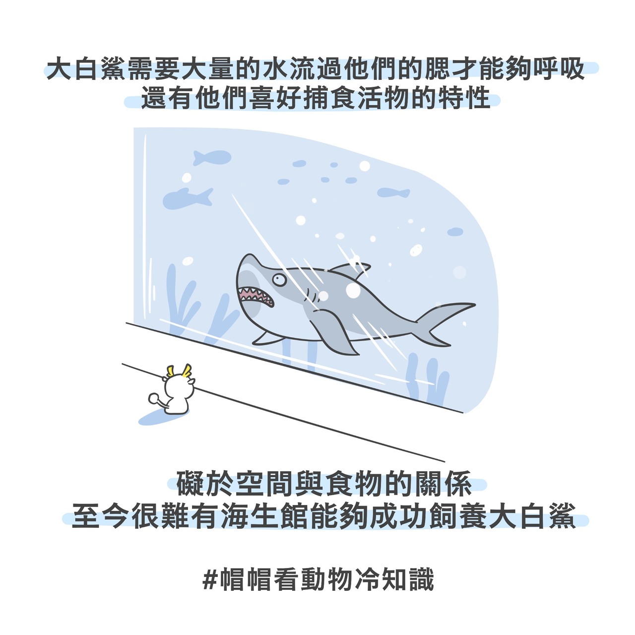 動物冷知識 遠觀更愛牠 為何人類飼養大白鯊總是 養不活 動物星球 生活 聯合新聞網
