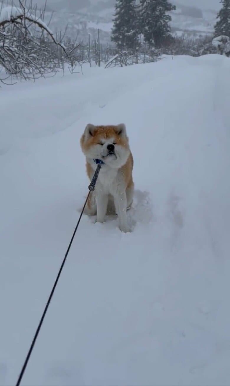 和 拒否柴 比任性 秋田犬在大雪紛飛中耍賴主人哭 我好冷阿 動物星球 生活 聯合新聞網