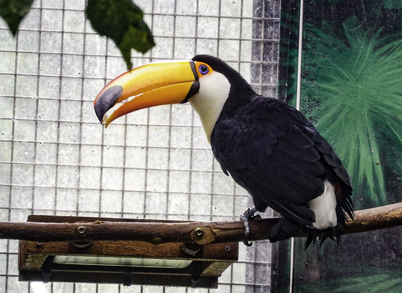 北市動物園大巨嘴鳥過情人節甜蜜親親像打架 動物星球 生活 聯合新聞網 北市動物園大巨嘴鳥過情人節甜蜜親親像打架 動物星球 生活 聯合新聞網
