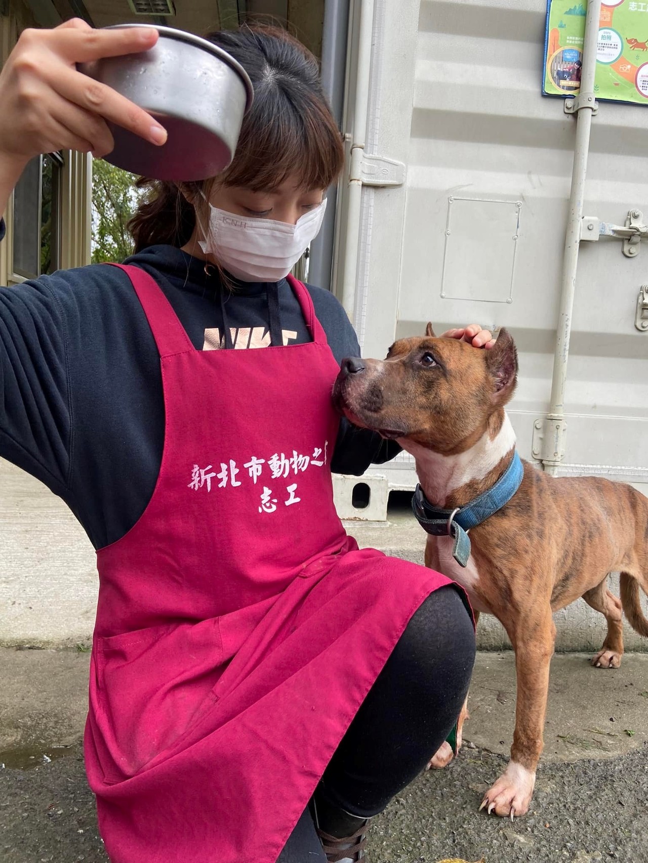 訓練比特犬新北將開課 動物星球 生活 聯合新聞網